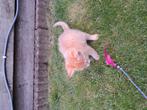 Rode kittens (poesjes), Poes