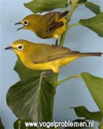 Koppels Senegal brilvogels beschikbaar (incl. DNA) beschikbaar voor biedingen