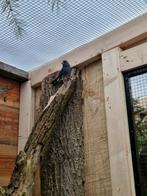 Blauwe Vink Pop Fringilla Tedyea Gezocht