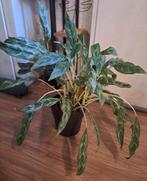 🪴Aglaonema 'Greyhound'🪴Kamerplant 50cm OPHALEN, Huis en Inrichting, Ophalen, Overige soorten, Halfschaduw, In pot