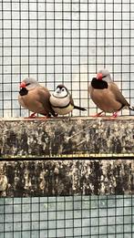 Koppel winterharde spitsstaarten, Meerdere dieren