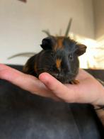 Cavia jong (beertje) "Lenny", Dieren en Toebehoren, November, Mannelijk, Cavia