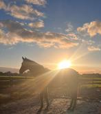 Gezocht: weidegang voor jaarling omgeving Bollenstreek, Dieren en Toebehoren, Stalling en Weidegang, Weidegang, 1 paard of pony