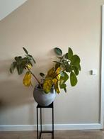 Kamerplant - Opknapper GRATIS (zonder pot), Ophalen, Overige soorten, Halfschaduw, In pot