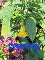 brugmansia, Tuin en Terras, Planten | Tuinplanten, Ophalen, Zomer, Overige soorten, Volle zon
