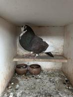 Oliebonte duif, Dieren en Toebehoren, Vogels | Duiven, Vrouwelijk, Kropper