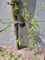 Orchidee Dendrobium Catenatum in hangpot p15 (4)
