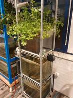 Complete Aquaponic met 3 aquariums, Dieren en Toebehoren, Vissen | Aquaria en Toebehoren, Ophalen, Leeg aquarium