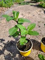 gewone keukenmunt  Mentha, Ophalen, Volle zon, Vaste plant, Kruiden