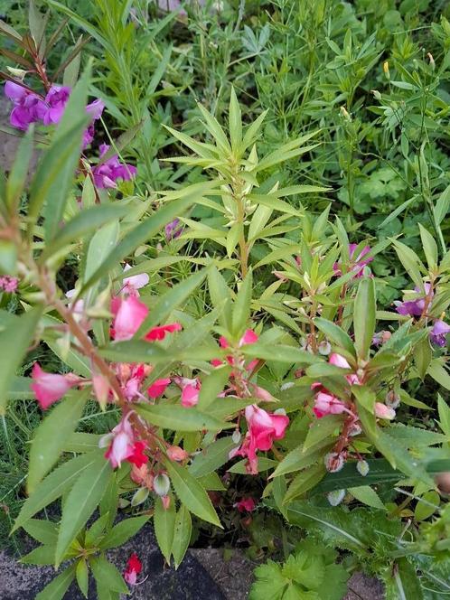 Balsemien dwarf mix, Tuin en Terras, Bloembollen en Zaden, Zaad, Voorjaar, Volle zon, Ophalen of Verzenden