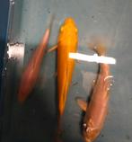 Tosai koi wit en tancho  prijs per stuk yamabuki is weg, Dieren en Toebehoren, Karper of Koi