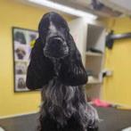 Cursus Hond Trimmen, Trimmen of Verzorging