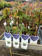 Braam 'Thornless Evergreen' - Doornloze braam, Tuin en Terras, Planten | Tuinplanten, Ophalen, Volle zon, Vaste plant, Zomer