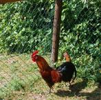 Kippen te koop, Meerdere dieren, Kip