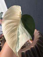 Monstera Albo Halfmoon kopstek met lucht wortel, Overige soorten, In pot, Minder dan 100 cm, Groene kamerplant