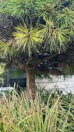 Pinus Nigra of Brego?/ zwarte den op stam, Tuin en Terras, Planten | Bomen, Herfst, 100 tot 250 cm, Ophalen, Volle zon