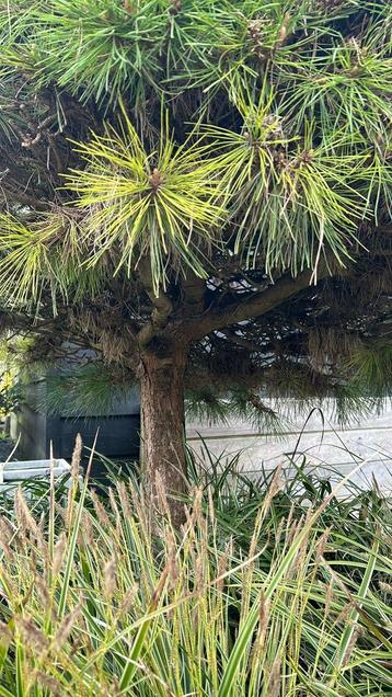 Pinus Nigra of Brego?/ zwarte den op stam beschikbaar voor biedingen