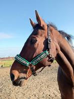 Paarden Halster nieuw full paracord, Ophalen of Verzenden, Nieuw, Overige soorten