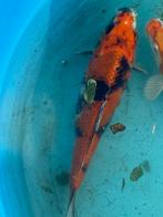 Showa, japanse koi, Dieren en Toebehoren, Karper of Koi