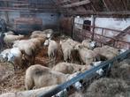 35 rammen te koop, Dieren en Toebehoren, Mannelijk, Schaap, 0 tot 2 jaar