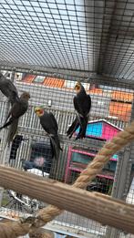 1-0 zuiver wildkleur valkparkiet, Dieren en Toebehoren, Vogels | Parkieten en Papegaaien, Mannelijk, Parkiet, Geringd