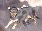 Jack Russel Black and Tan pups, Parvo, Jack Russell Terriër, 8 tot 15 weken, Meerdere