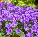 Campenula, Tuin en Terras, Planten | Tuinplanten, Volle zon, Vaste plant, Zomer, Ophalen