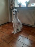 Elegant Windhond Beeld - Zo Goed Als Nieuw, Ophalen of Verzenden, Zo goed als nieuw, Dier