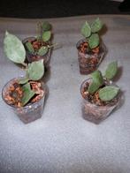 Hoya STEL JE EIGEN PAKKET SAMEN €2,50- p.s, Huis en Inrichting, Kamerplanten, Ophalen of Verzenden, Overige soorten, Minder dan 100 cm