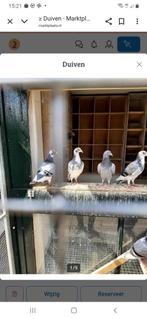 Duiven, Dieren en Toebehoren, Meerdere dieren, Postduif