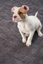 LAATSTE DAG ONLINE  pocket bully pups met stamboom ABKC, Dieren en Toebehoren, Overige rassen, 8 tot 15 weken, Meerdere, Meerdere dieren