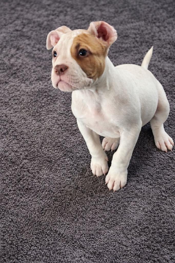 LAATSTE DAG ONLINE  pocket bully pups met stamboom ABKC, Dieren en Toebehoren, Honden | Jack Russells en Terriërs, Meerdere dieren