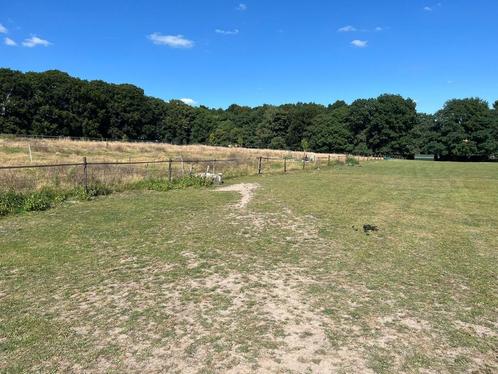 Weidegang pony, Dieren en Toebehoren, Stalling en Weidegang, Weidegang, 2 of 3 paarden of pony's