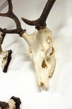 Dieren trofeeën, geweien, hoorns, opgezette dieren,, Ophalen, Gebruikt