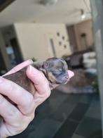 Mini Pomeranian pups unieke kleuren reutjes en teefjes, Dieren en Toebehoren, Honden | Chihuahua's en Gezelschapshonden, Overige rassen