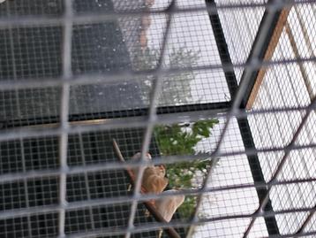 Zebra vinken mannetjes/vrouwtjes beschikbaar voor biedingen