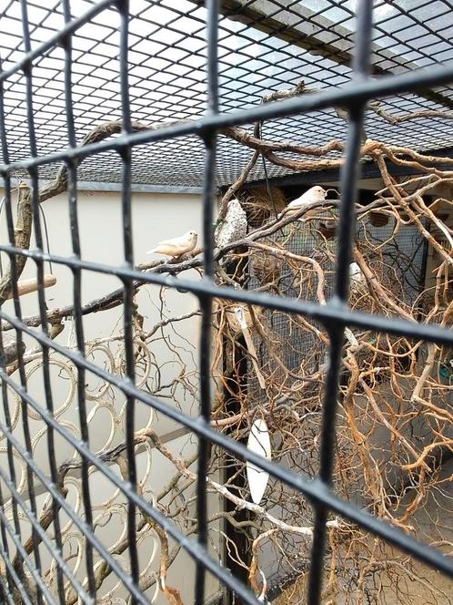 Ik zoek kanaries en zebravingken, Dieren en Toebehoren, Vogels | Kanaries, Meerdere dieren