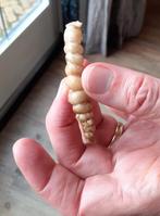 Crosne knolletjes, Ophalen of Verzenden, Overige soorten, Volle zon