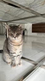 Speelse britse korthaar zoekt een nieuw thuis, Dieren en Toebehoren, Katten en Kittens | Raskatten | Korthaar, Kater