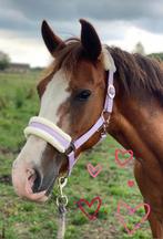 Super brave D pony merrie te koop, Dieren en Toebehoren, Pony's, Merrie, D pony (1.37m tot 1.48m), Gechipt, 11 jaar of ouder