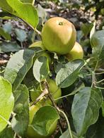 Appelbomen te koop, Ophalen, Lente