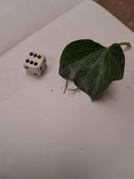 Gratis wandelende takken, Wandelende tak