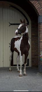 opvallende donkerbruin bonte Belgisch warmbloed hengst, Hengst, Zadelmak, Recreatiepaard, 3 tot 6 jaar
