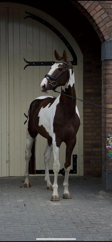 opvallende donkerbruin bonte Belgisch warmbloed hengst beschikbaar voor biedingen