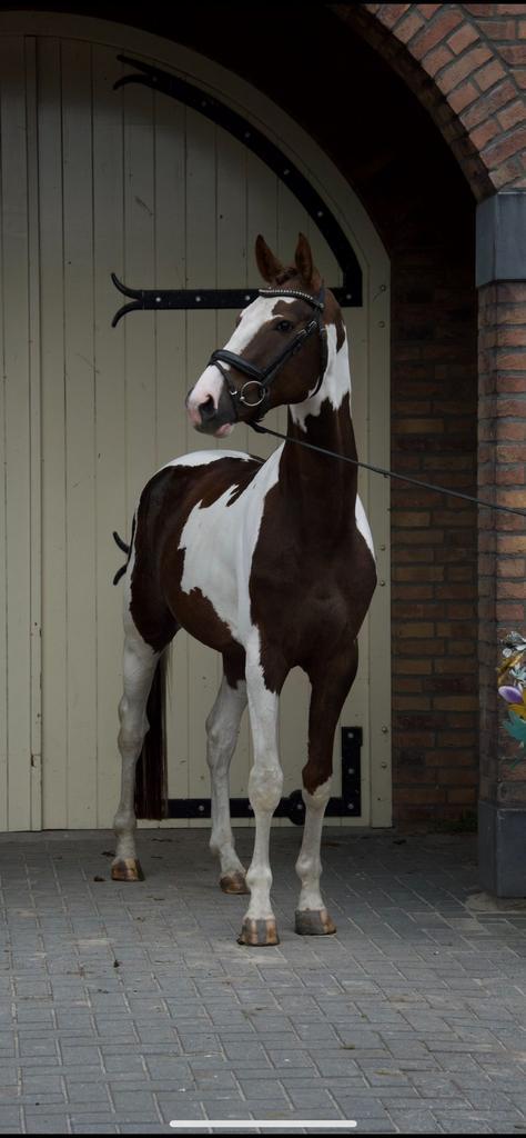 opvallende donkerbruin bonte Belgisch warmbloed hengst, Dieren en Toebehoren, Paarden, Hengst, Zadelmak, 3 tot 6 jaar, Recreatiepaard