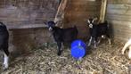 Bauwschimmel vader , black tan moeder, Dieren en Toebehoren, Schapen, Geiten en Varkens, Mannelijk, Geit
