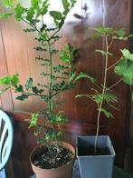 plant struiken Ilex Aquifolium+ Acer saccharinum, Tuin en Terras, Overige soorten, Minder dan 100 cm, Struik, Ophalen