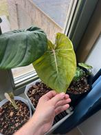 Philodendron McDowell stek, Ophalen, Overige soorten, Minder dan 100 cm