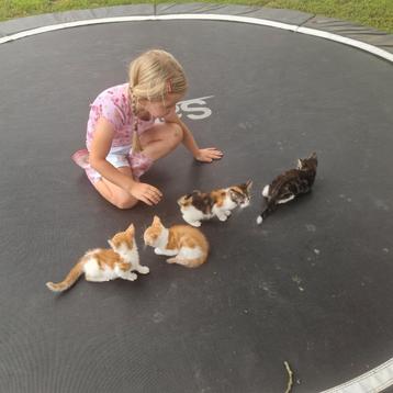 Leuke kittens beschikbaar voor biedingen