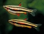 Nannostomus marginatus, Dieren en Toebehoren, Vissen | Aquariumvissen, Zoetwatervis, Vis